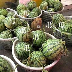 娱乐吃瓜在国外火不火,娱乐吃瓜现象,国外热度如何?